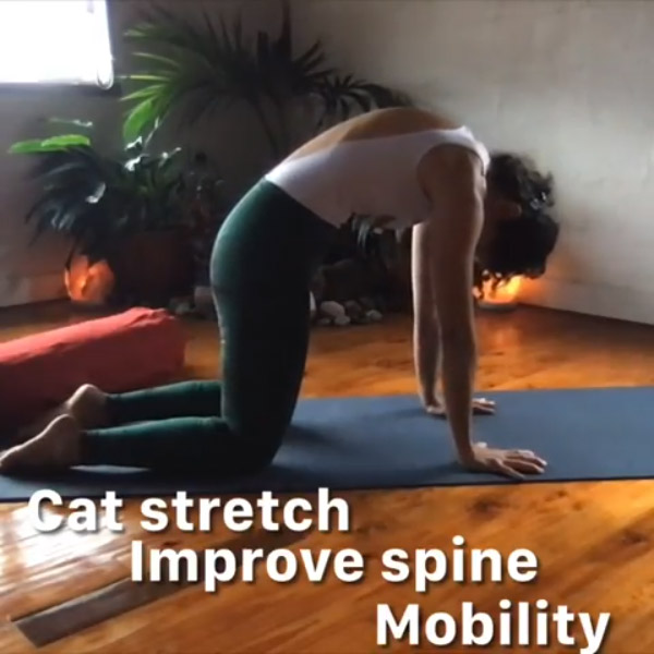 Yoga Cat Stretch Pose